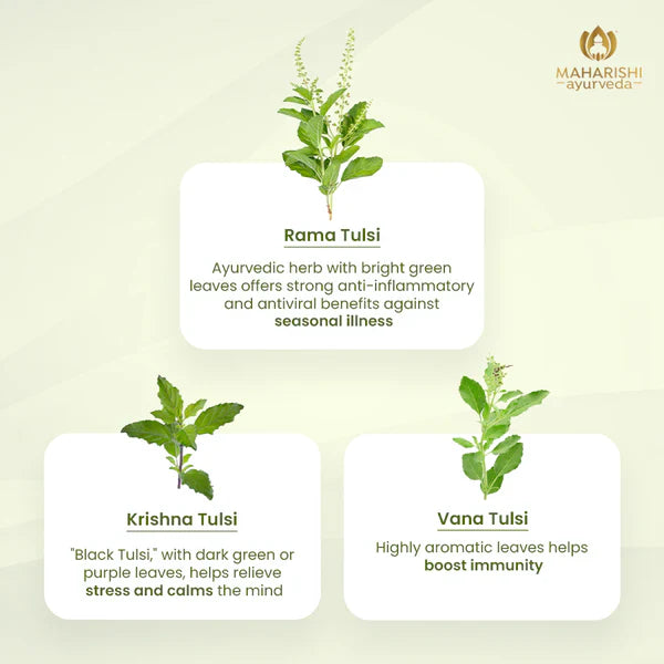 Tulsi Green Tea Premium | Organic Ayurvedic Blend 30gm